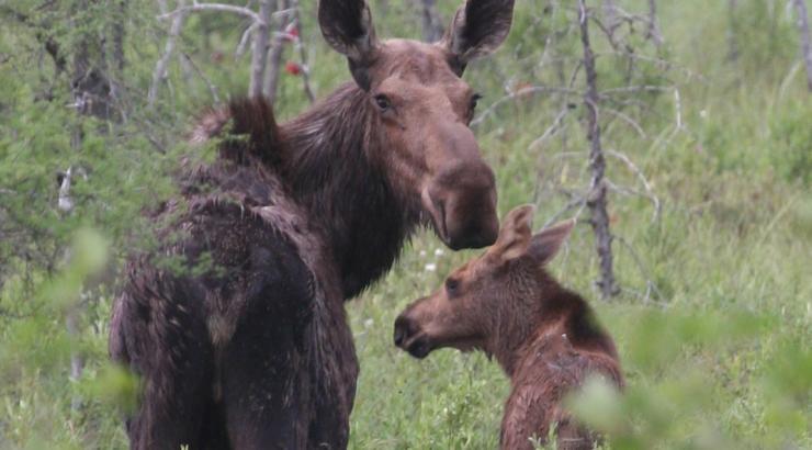 Photo of 2 moose looking back