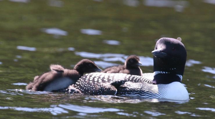 Adult loon and baby loons swimming around it