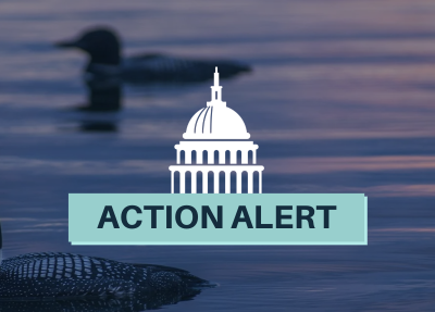 Action Alert over loon image with white capitol graphic on top