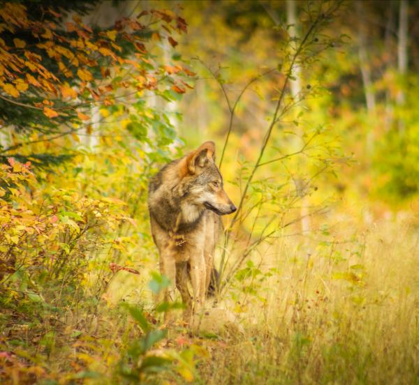 A wolf stands and observes something off-screen