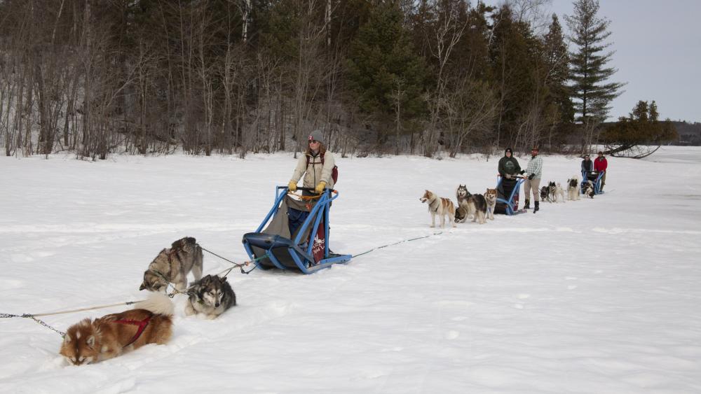 Person stands on a dog sled sled, ready to start