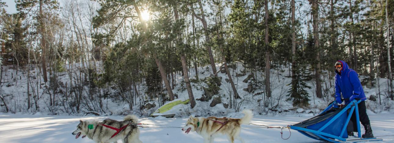 dogsledding in ely