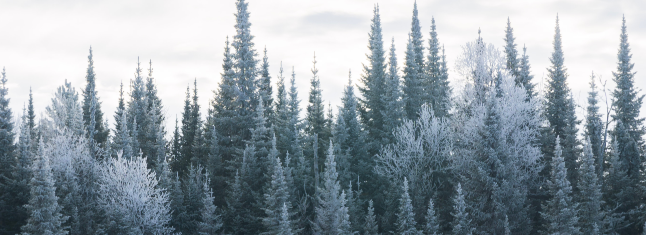 Frozen pine trees